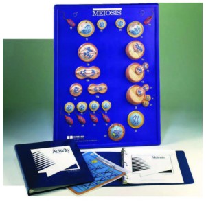 Meiosis model activity set